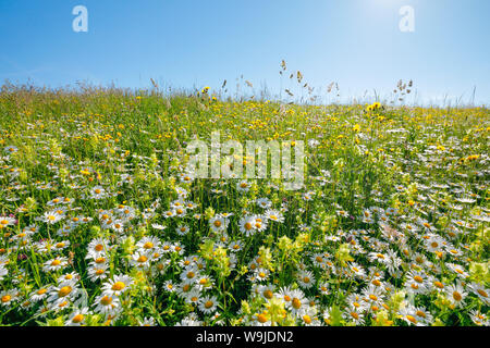 Magerwiese, Zürich Oberland, Schweiz Stock Photo