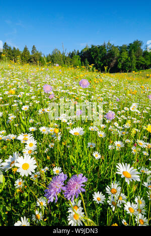 Magerwiese, Zürich Oberland, Schweiz Stock Photo