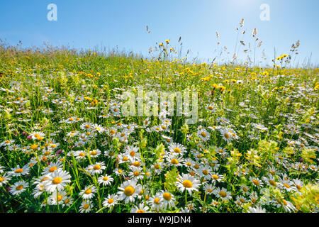 Magerwiese, Zürich Oberland, Schweiz Stock Photo