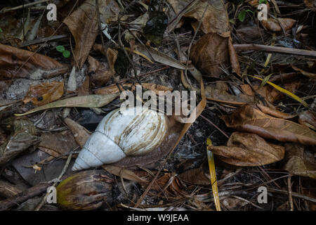 giant African land snail (Achatina fulica) AKA African giant snail or giant African snail is a species of large land snail that belongs in the family Stock Photo