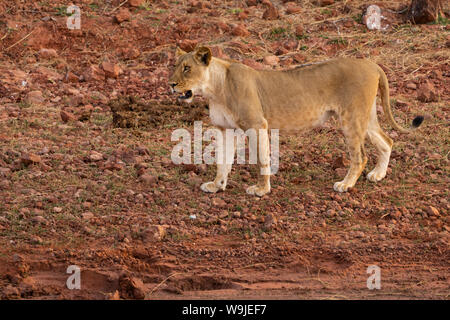 Lioness, Panthera leo, prowling. Photographed at Lake Kariba National Park, Zimbabwe Stock Photo