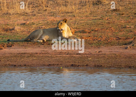 Lioness, Panthera leo, lying at a waterhole. Photographed at Lake Kariba National Park, Zimbabwe Stock Photo