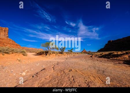 Pathway in the middle of dried bushes and trees under a blue sky on a sunny day Stock Photo