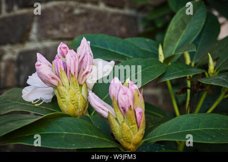 Close-up photo of two azaleas with brick wall background Stock Photo
