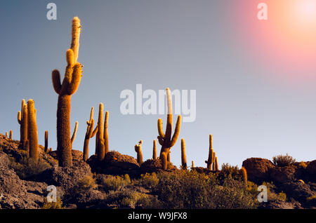 Giant cactuses on a hill in the middle of a salt flat desert Uyuni in Bolivia Stock Photo