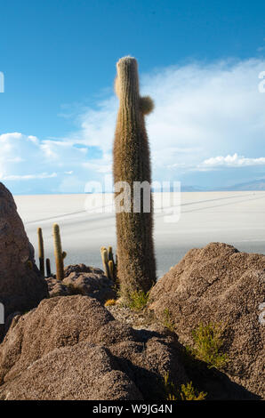 Giant cactuses on a hill in the middle of a salt flat desert Uyuni in Bolivia Stock Photo