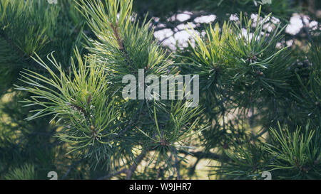 Pine tree branch. Pine tree background. Nature background. Green background. Stock Photo
