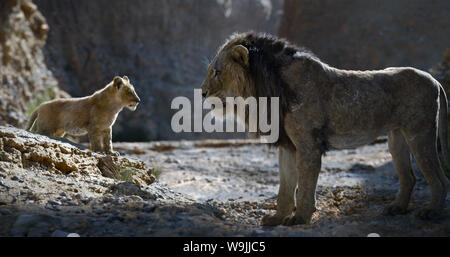 The Lion King is a 2019 American computer-animated musical film directed and produced by Jon Favreau, written by Jeff Nathanson, and produced by Walt Disney Pictures.   This photograph is supplied for editorial use only and is the copyright of the film company and/or the designated photographer assigned by the film or production company. Stock Photo