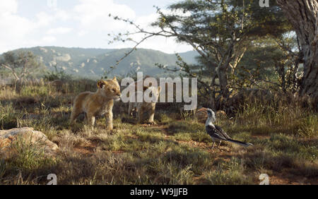 The Lion King is a 2019 American computer-animated musical film directed and produced by Jon Favreau, written by Jeff Nathanson, and produced by Walt Disney Pictures.   This photograph is supplied for editorial use only and is the copyright of the film company and/or the designated photographer assigned by the film or production company. Stock Photo