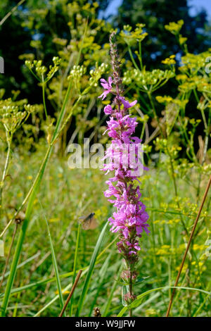 invasive wildflower weed purple loosestrife lythrum salicaria growing in a meadow zala county hungary Stock Photo