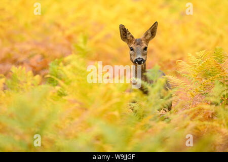 Roe deer (Capreolus capreolus) doe in golden autumnal bracken, England, October