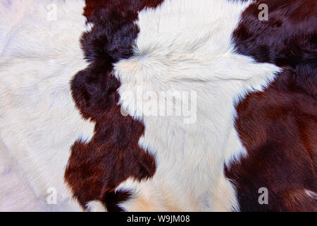 Texture of brown Cow skin coat with fur black white and brown spots Stock Photo