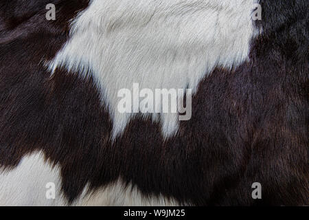 Texture of brown Cow skin coat with fur black white and brown spots Stock Photo