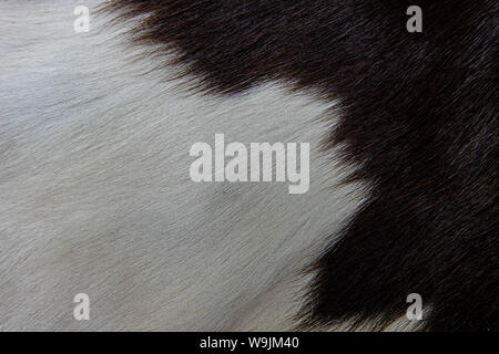 Texture of brown Cow skin coat with fur black white and brown spots Stock Photo