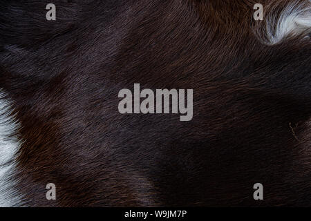 Texture of brown Cow skin coat with fur black white and brown spots Stock Photo