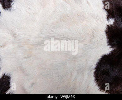 Texture of brown Cow skin coat with fur black white and brown spots Stock Photo