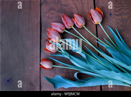 red flowers of a garden tulip on a wooden background macro photo Stock Photo