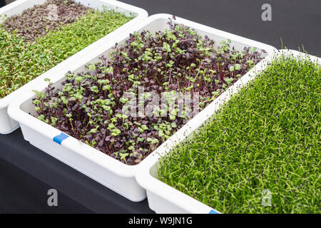 a variety of micro greens in white growing trays sitting on a table covered in a black cloth Stock Photo