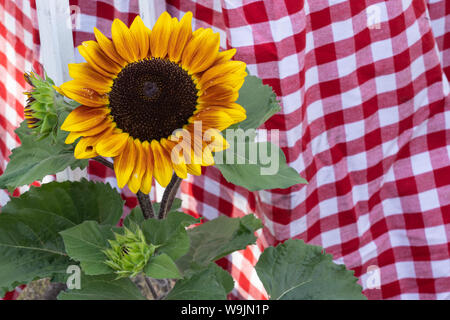 blooming sunflower plant at the farmers market in front of a red and white checked tablecloth Stock Photo