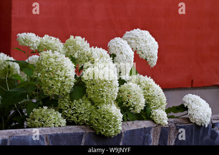 Big and white flowers of smooth hydrangea, hydrangea arborescens reaching over a stony fence Stock Photo
