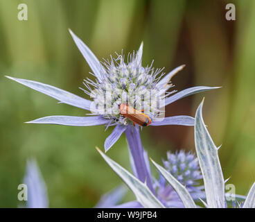 Eryngium or sea holly with a common red soldier beetle or bloodsucker beetle or Hogweed Bonking Beetle Stock Photo