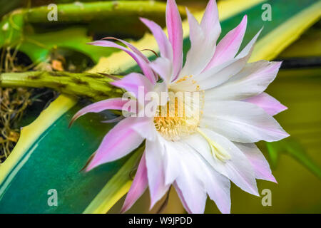 Flowering cactus. White and pink flower of a blooming echinopsis Stock Photo
