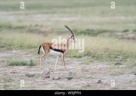 Thomson's gazelle (Gazella rufifrons), also known as the red-fronted gazelle. Adult male. Stock Photo