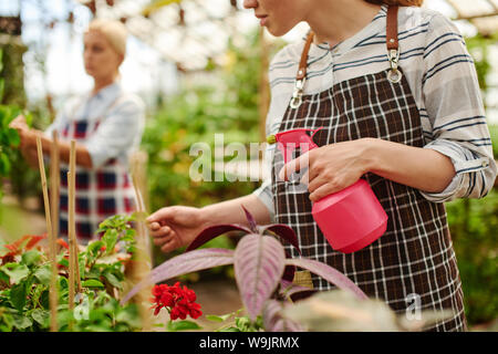 Two gardeners watering plants in the greenhouse while talking to each other. Stock Photo