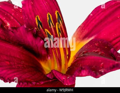 inner of a wide open purple red yellow daylily blossom with rain droplets ,white background, detailed texture, fine art still life color macro Stock Photo