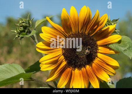Unusual deviation from normal bright yellow sunflower, sunflowers with genes for brown and chocolate colour pigmentation in petals, Helianthus annuus Stock Photo