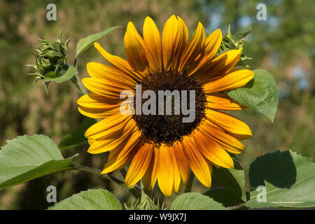 Unusual deviation from normal bright yellow sunflower, sunflowers with genes for brown and chocolate colour pigmentation in petals, Helianthus annuus Stock Photo