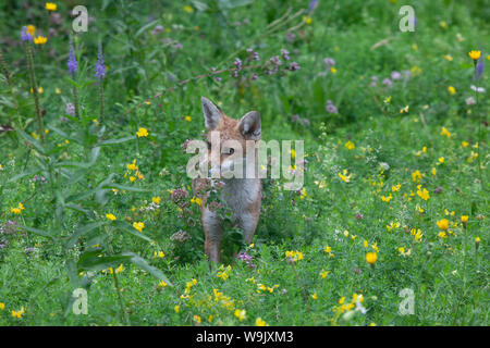 A 5-month old fox cub in a garden in south London. After a rainy morning the cub came out to dig for insects in the lawn, eat an apple off a tree, and play with a ball in the meadow. It threw the ball from its mouth, then pounced on it. Stock Photo
