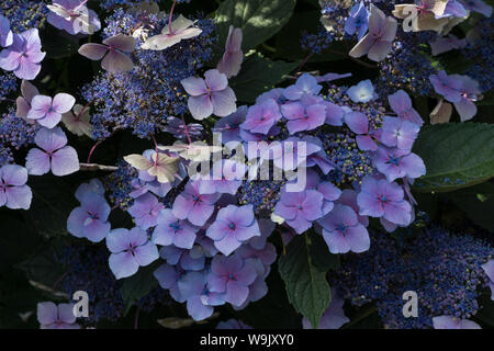 Large Blue Hydrangea flower heads growing in chalk soil with added acid, some reversion to magenta is seen slowly creeping from centre outwards Stock Photo
