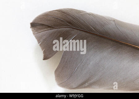 Close up of a grey pigeon feather on a white background. Stock Photo