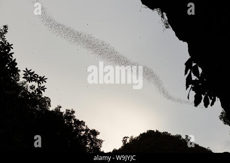 Bats flying in Gunung Mulu national park Stock Photo