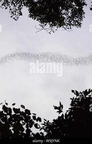 Bats flying in Gunung Mulu national park Stock Photo