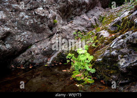 Close view of small green plant growing on rocky mountain river bank Stock Photo