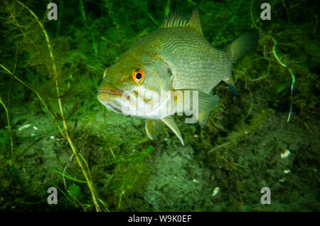 Smallmouth Bass underwater in the St. Lawrence River Stock Photo