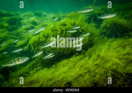 Yellow Perch school underwater in the St-Lawrence River Stock Photo