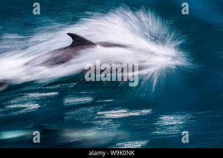 Adult bottlenose dolphin (Tursiops truncatus), motion blur image off Isla San Pedro Martir, Baja California Norte, Mexico, North America Stock Photo