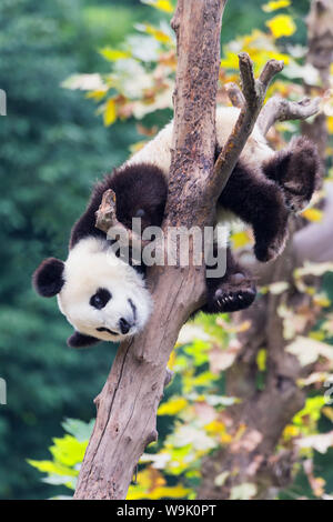 Two year old young Giant Panda (Ailuropoda melanoleuca) climbing on a tree, Chengdu, Sichuan, China, Asia Stock Photo