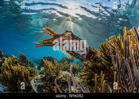 Adult broadclub cuttlefish (Sepia latimanus) on the reef at Sebayur Island, Flores Sea, Indonesia, Southeast Asia, Asia Stock Photo