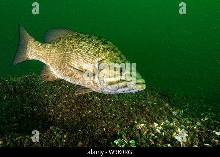 Smallmouth Bass underwater in the St. Lawrence River Stock Photo