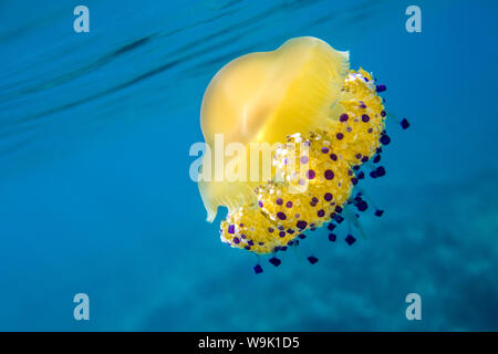 A bright yellow jellyfish (Cotylorhiza tuberculata) in the Mediterranean Sea by the coast of Santa Teresa di Gallura, Sardinia, Italy, Mediterranean Stock Photo