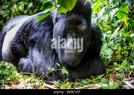 Silverback Mountain gorilla (Gorilla beringei beringei) in the Virunga National Park, UNESCO, Democratic Republic of the Congo Stock Photo