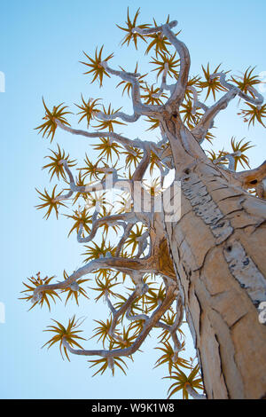 A Quiver Tree gets its name from the San people who used the tubular branches to form quivers for their arrows, near Keetmanshoop, Namibia Stock Photo