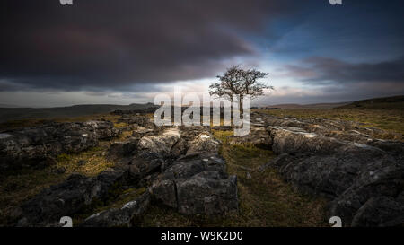 A lone weathered tree in amongst the limestone pavement of the Yorkshire Dales National Park, Yorkshire, England, United Kingdom, Europe Stock Photo