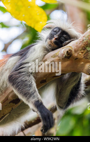 Endemic Red Colobus monkey (Piliocolobus), Jozani Forest, Jozani Chwaka Bay National Park, Island of Zanzibar, Tanzania, East Africa, Africa Stock Photo