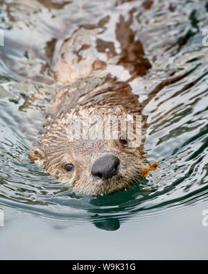 River otter (Lutra canadensis) swimming, near Victoria, British Columbia, Canada, North America