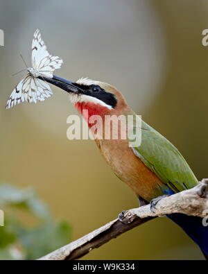 White-fronted bee-eater (Merops bullockoides) with a butterfly, Kruger National Park, South Africa, Africa Stock Photo